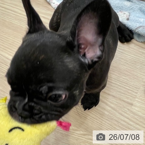 フレンチ・ブルドッグの写真