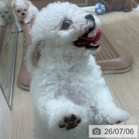 ビション・フリーゼの写真