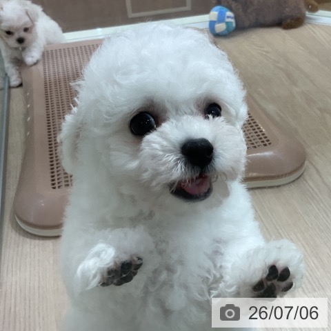 ビション・フリーゼの写真