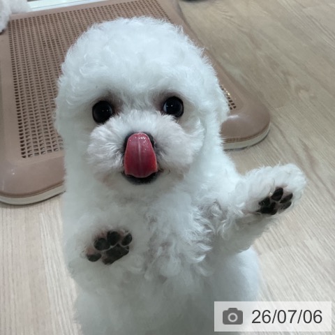 ビション・フリーゼの写真