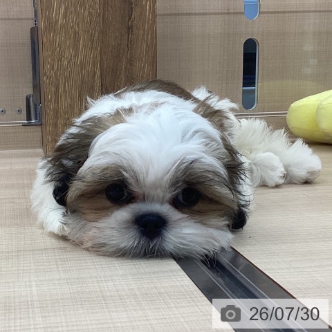 東京都のシーズー (ペッツワン 南砂町SUNAMO店/2026年5月6日生まれ/男の子/ホワイトゴールド)の子犬の4枚目の画像
