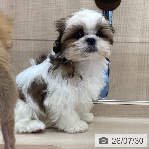 東京都のシーズー (ペッツワン 南砂町SUNAMO店/2026年5月6日生まれ/男の子/ホワイトゴールド)の子犬の3枚目の画像
