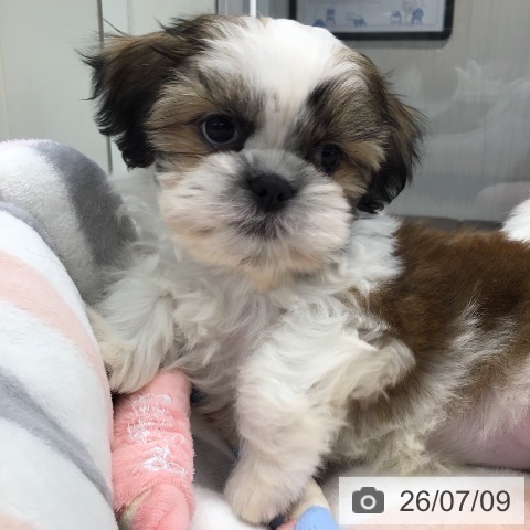 東京都のシーズー (ペットプラス むさし村山店/2026年5月6日生まれ/女の子/ホワイトゴールド)の子犬の4枚目の画像