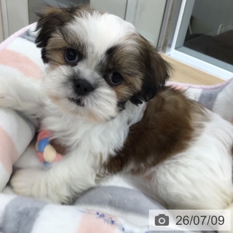 東京都のシーズー (ペットプラス むさし村山店/2026年5月6日生まれ/女の子/ホワイトゴールド)の子犬の3枚目の画像