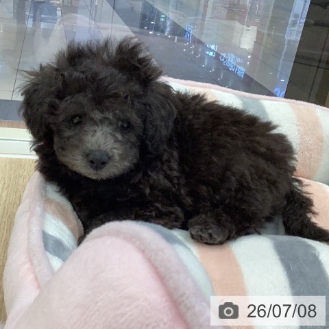 岐阜県のトイプードル(トイ) (ペットプラス 各務原店/2026年5月7日生まれ/男の子/シルバー)の子犬の4枚目の画像