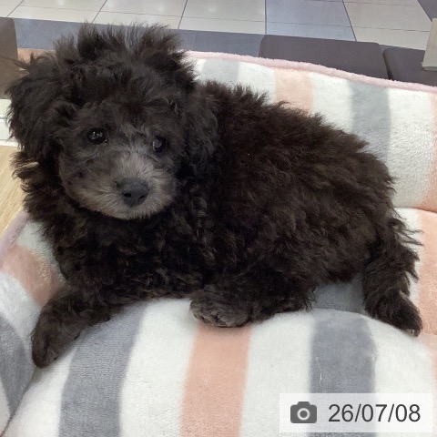 岐阜県のトイプードル(トイ) (ペットプラス 各務原店/2026年5月7日生まれ/男の子/シルバー)の子犬の3枚目の画像