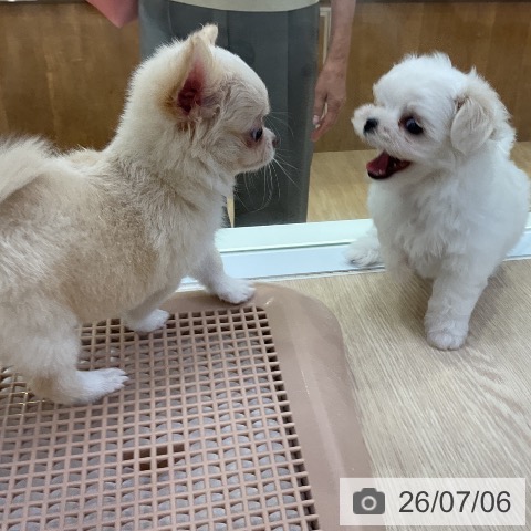チワワの写真