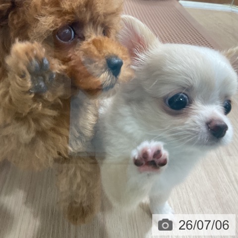 チワワの写真