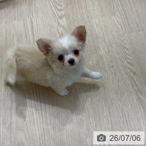 チワワの写真