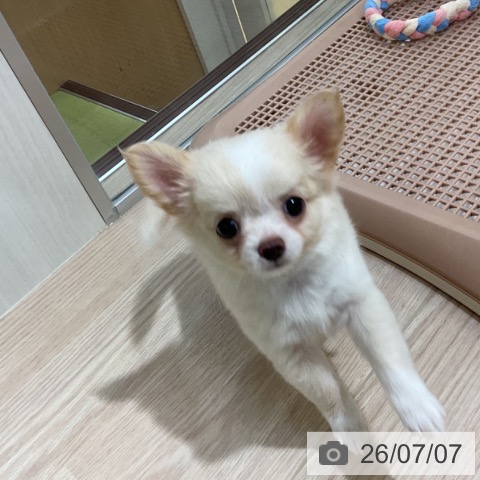 チワワの写真