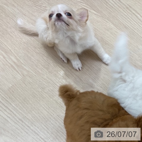チワワの写真