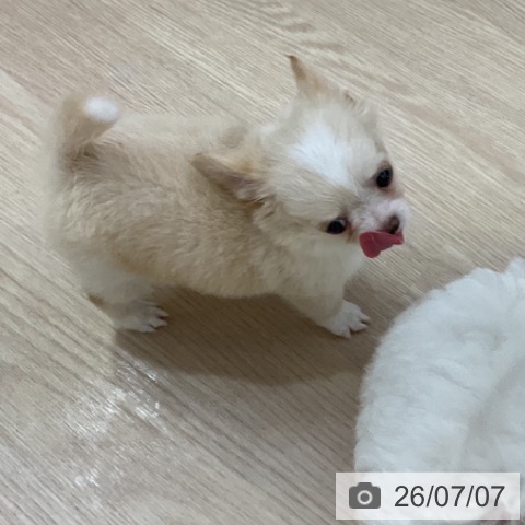チワワの写真