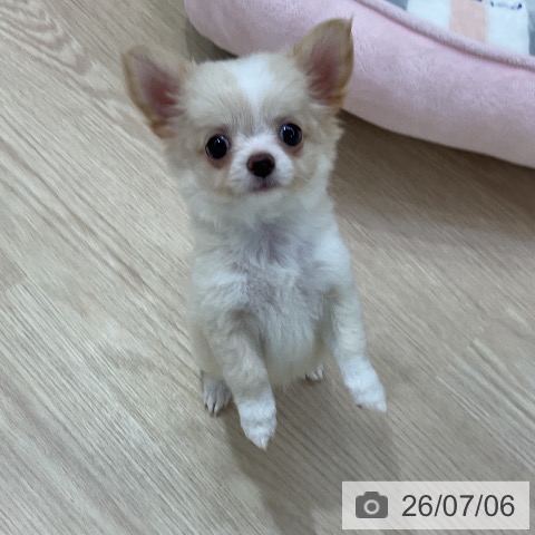 チワワの写真