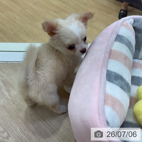チワワの写真