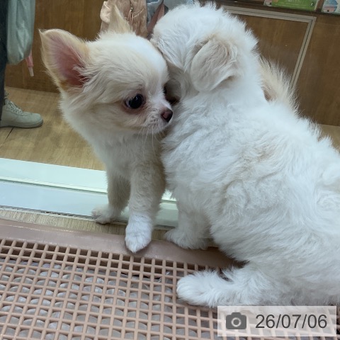 チワワの写真