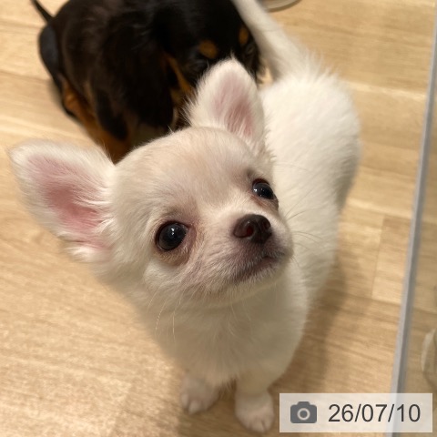 チワワの写真