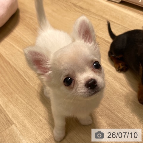 チワワの写真