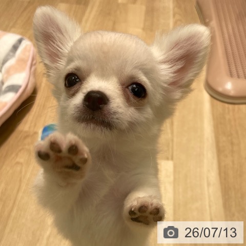 チワワの写真