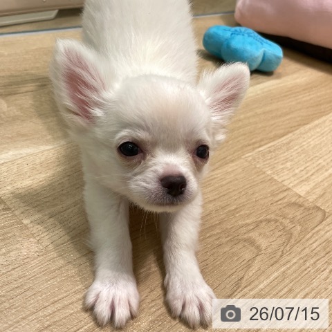 愛知県のチワワ(ロング) (ペットプラス みなと店/2026年5月7日生まれ/男の子/クリーム)の子犬の3枚目の画像