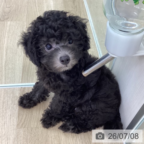 愛知県のトイプードル(トイ) (ペットプラス 千音寺店/2026年5月6日生まれ/男の子/シルバー)の子犬の3枚目の画像