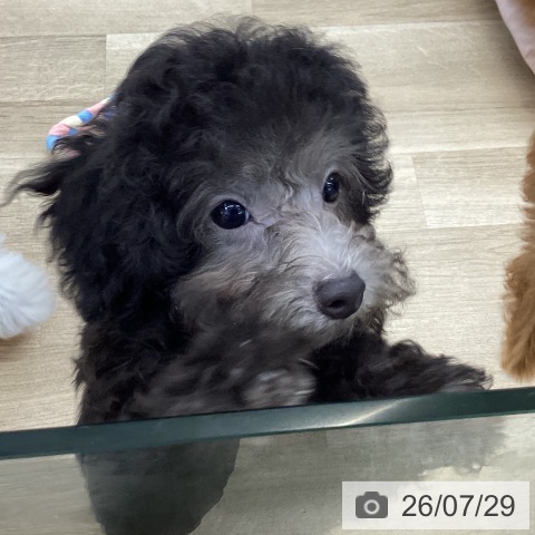 愛知県のトイプードル(トイ) (ペットプラス 千音寺店/2026年5月6日生まれ/男の子/シルバー)の子犬の3枚目の画像