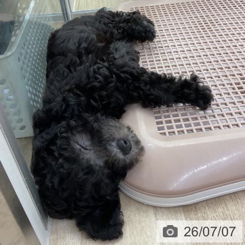 愛知県のトイプードル(トイ) (ペットプラス mozoワンダーシティ店/2026年5月6日生まれ/男の子/シルバー)の子犬の3枚目の画像