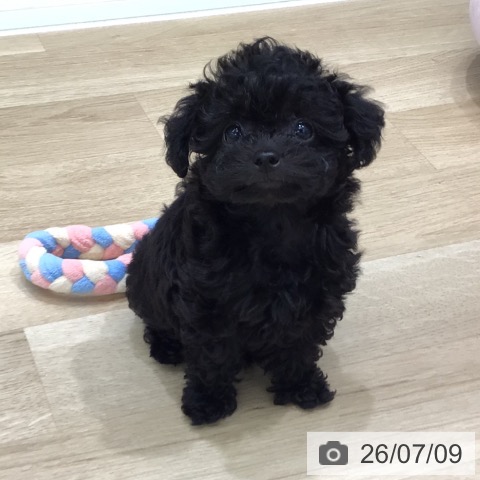 岐阜県のトイプードル(トイ) (ペットプラス 各務原店/2026年5月6日生まれ/女の子/ブラック)の子犬の3枚目の画像