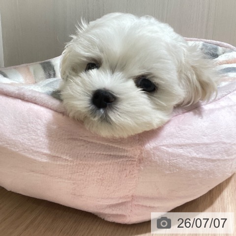 富山県のマルチーズ (ペットプラス 高岡店/2026年5月6日生まれ/女の子/ホワイト)の子犬の4枚目の画像