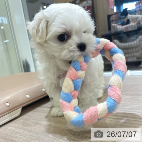 富山県のマルチーズ (ペットプラス 高岡店/2026年5月6日生まれ/女の子/ホワイト)の子犬の3枚目の画像