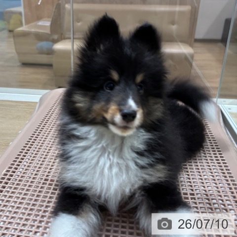 シェットランド・シープドッグの写真