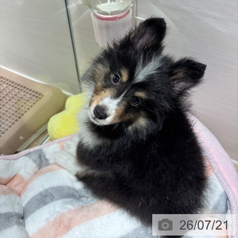 兵庫県のシェットランドシープドッグ (ペットプラス 神戸三宮店/2026年5月5日生まれ/男の子/ブラックホワイトタン)の子犬の4枚目の画像