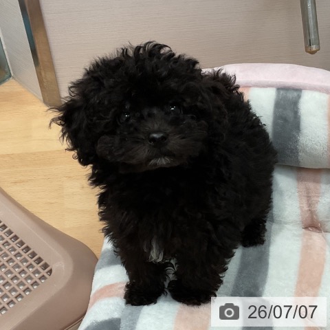 愛知県のトイプードル(トイ) (ペットプラス 名古屋茶屋店/2026年5月3日生まれ/男の子/ブラック)の子犬の4枚目の画像