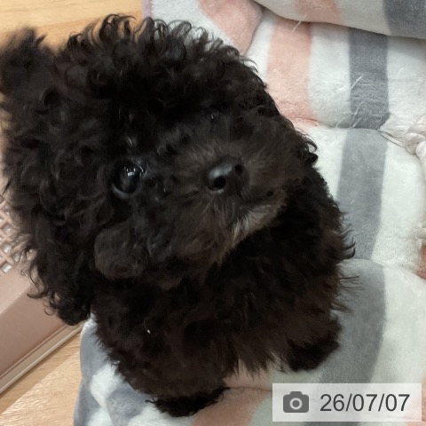 愛知県のトイプードル(トイ) (ペットプラス 名古屋茶屋店/2026年5月3日生まれ/男の子/ブラック)の子犬の3枚目の画像
