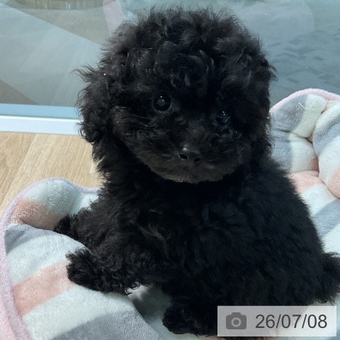 愛知県のトイプードル(トイ) (ペットプラス 岡崎店/2026年5月3日生まれ/女の子/ブラック)の子犬の3枚目の画像
