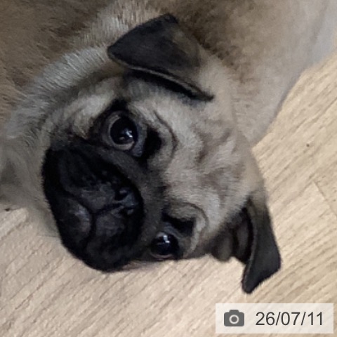 パグの写真
