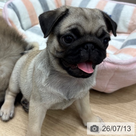大阪府のパグ (ペットプラス 鶴見店/2026年5月7日生まれ/女の子/フォーン)の子犬の3枚目の画像