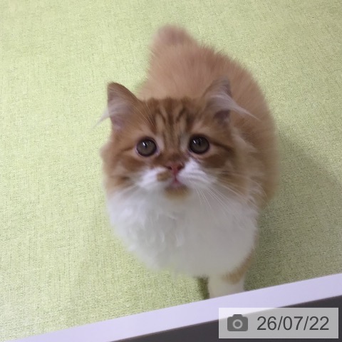 ラガマフィンの写真