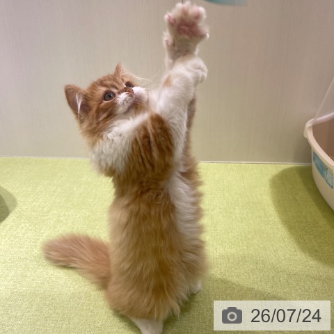 ラガマフィンの写真