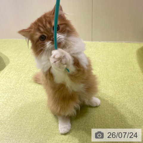 ラガマフィンの写真