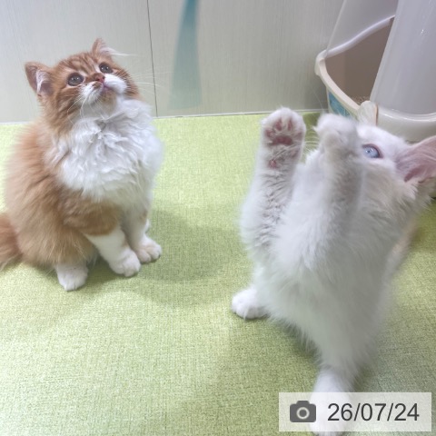 ラガマフィンの写真