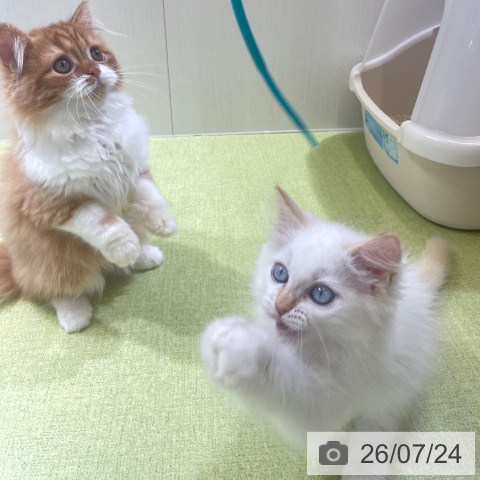 ラガマフィンの写真
