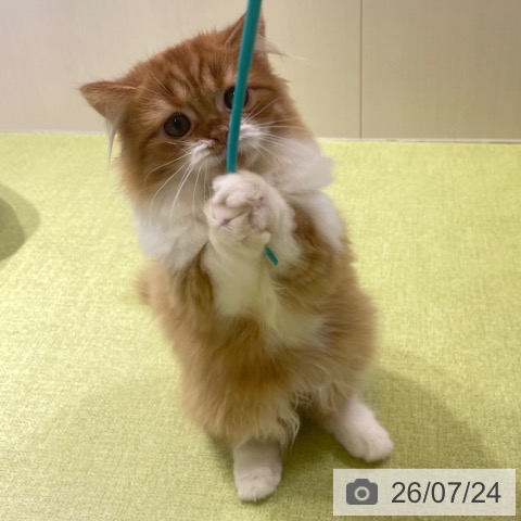 ラガマフィンの写真