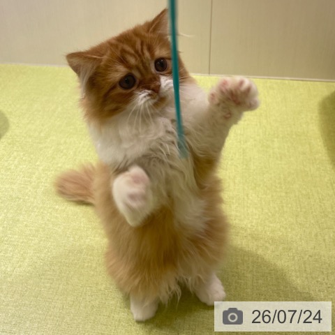 ラガマフィンの写真