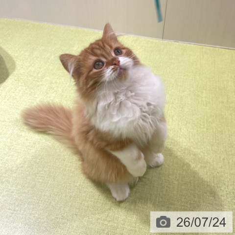 ラガマフィンの写真