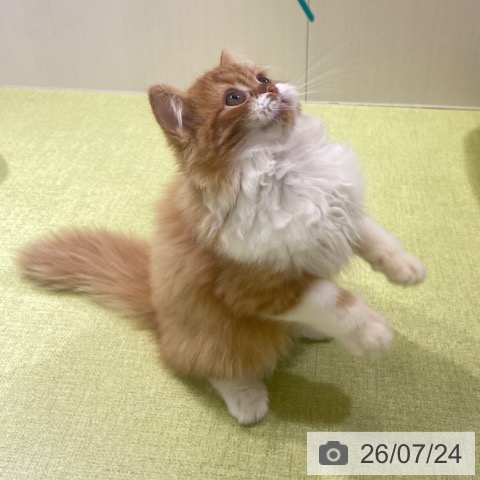 富山県のラガマフィン (ペットプラス 高岡店/2026年5月2日生まれ/男の子/レッドタビーホワイト)の子猫の4枚目の画像