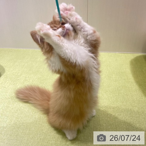 富山県のラガマフィン (ペットプラス 高岡店/2026年5月2日生まれ/男の子/レッドタビーホワイト)の子猫の3枚目の画像