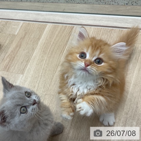 ミヌエットの写真