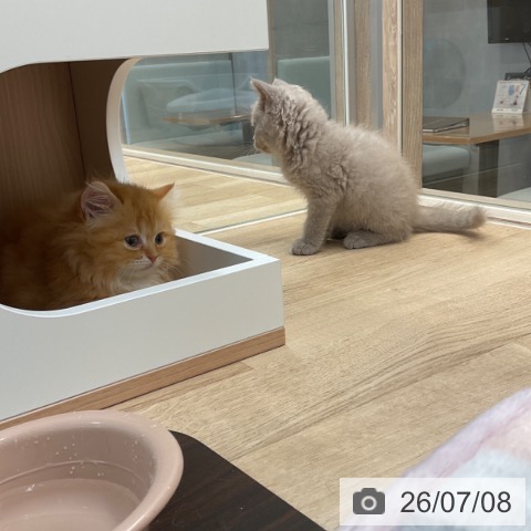 ミヌエットの写真