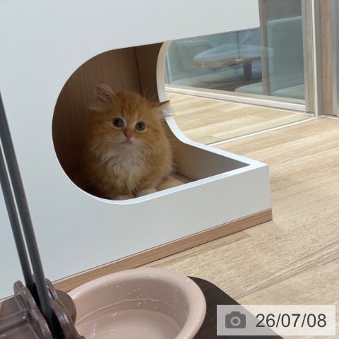 ミヌエットの写真