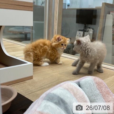 ミヌエットの写真